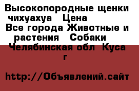 Высокопородные щенки чихуахуа › Цена ­ 25 000 - Все города Животные и растения » Собаки   . Челябинская обл.,Куса г.